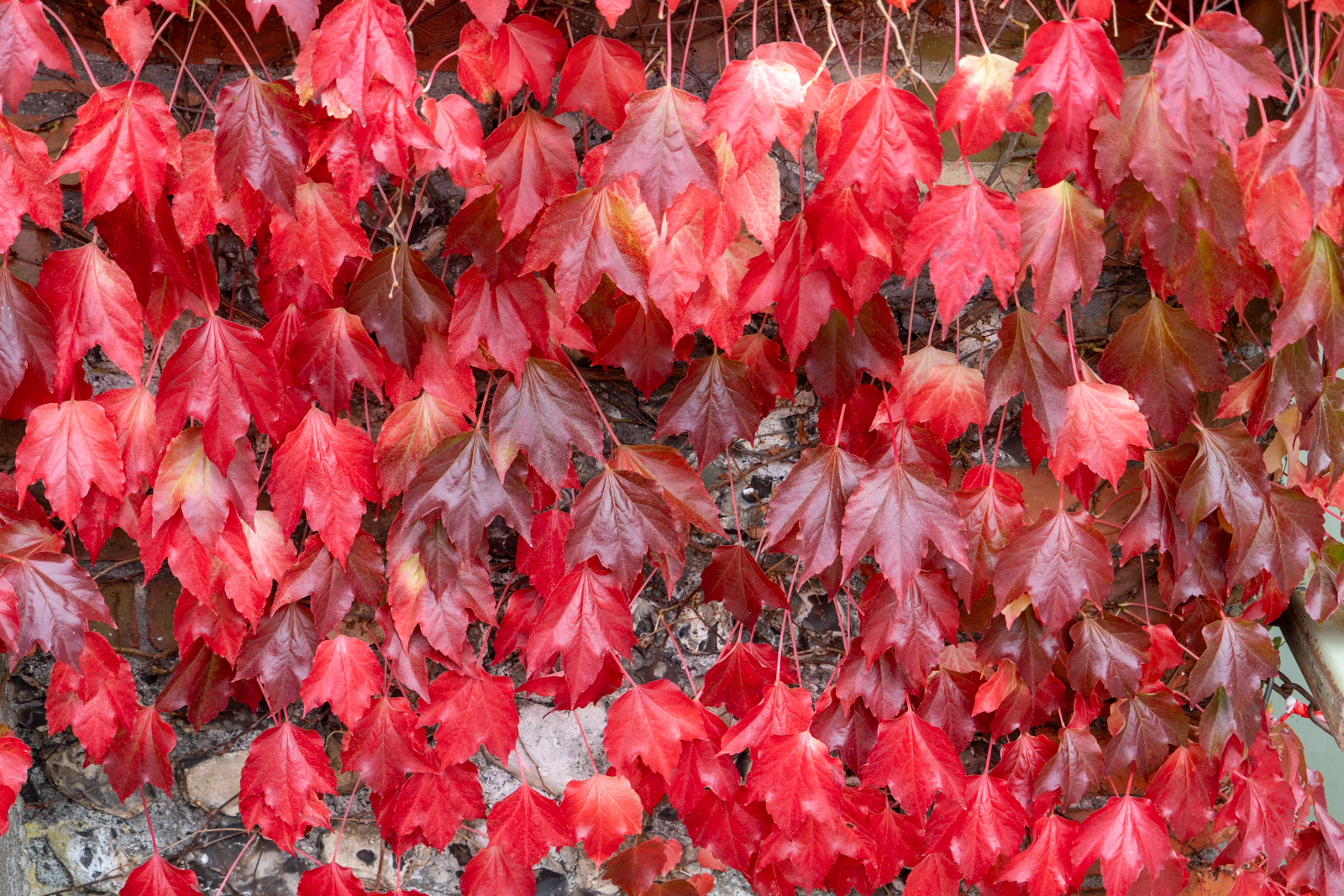 Photography by Chris Allington